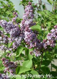 Syringa vulgaris 'Paul Thirion'